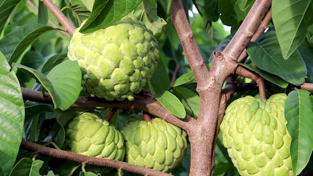 Na thái Mai Sơn